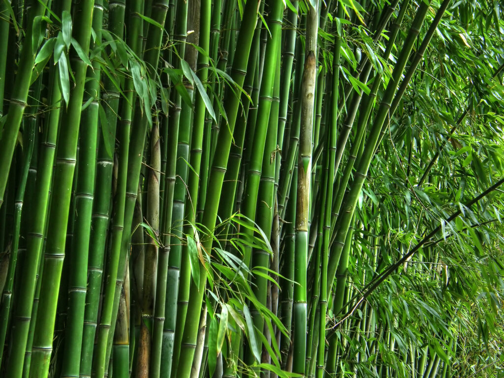 Bamboo Invasiveness and Control Statement